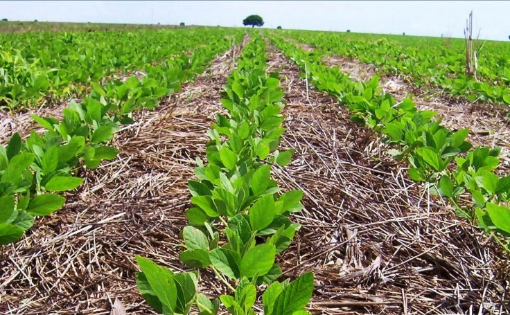 Imagem de plantas sendo cultivadas no Sistema de plantio direto. Fileiras de plântulas verdes em meio a carreiras de palhada.