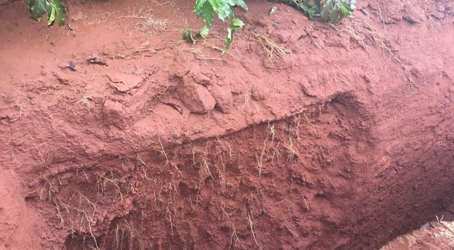 Sistema de plantio. Imagem de solo altamente compactado, com poucas plantas em crescimento na parte superior.