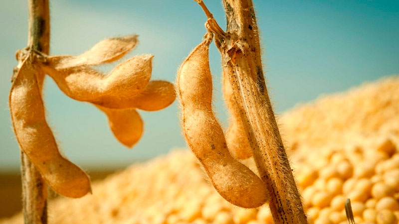 Presença Adventícia melhoramento de sementes de soja