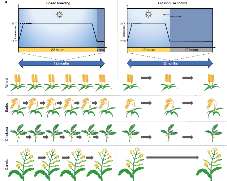 O segredo do Speed Breeding