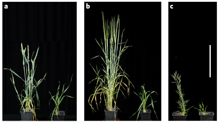 Protocolos do Speed Breeding