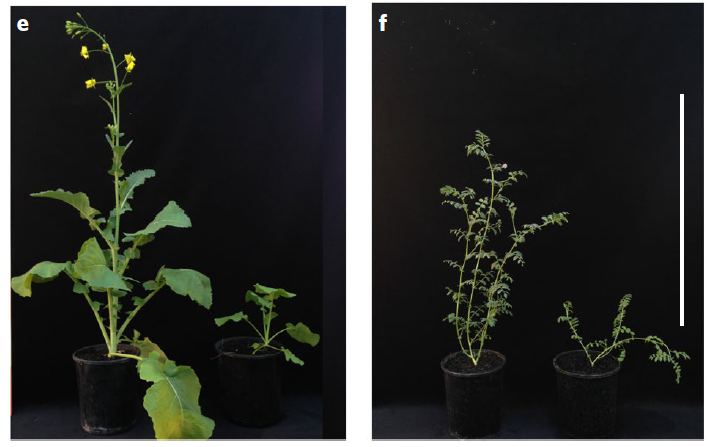 Protocolos do Speed Breeding