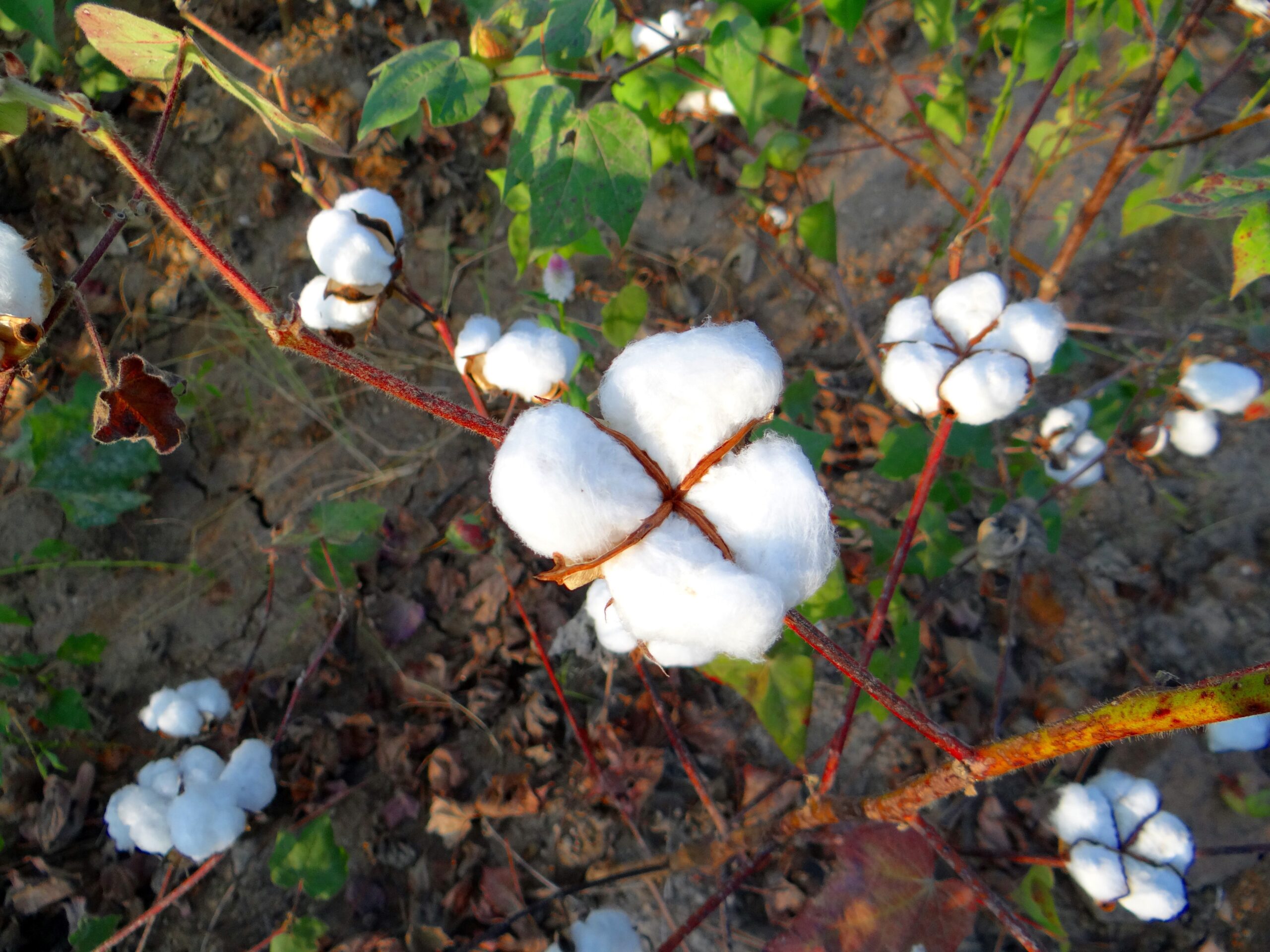 Embrapa identifica bactérias com potencial para reduzir o uso de fertilizantes nitrogenados no algodão